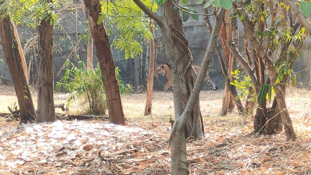 rajiv gandhi zoologicakl park